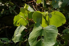 Talipariti tiliaceum